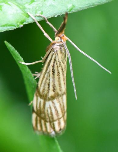 Réf. 284 378 : Chrysocrambus linetella